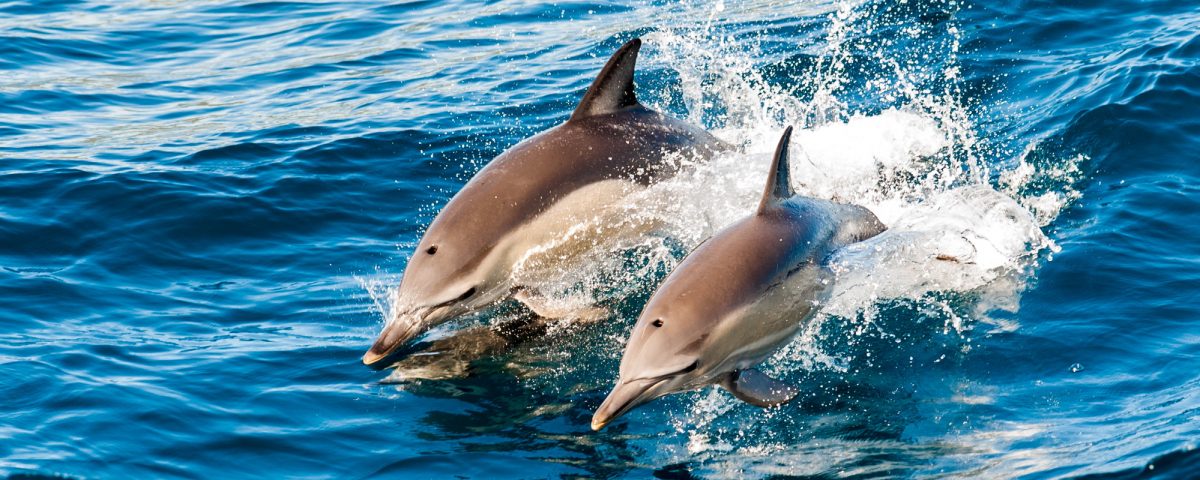 plonge avec les dauphins
